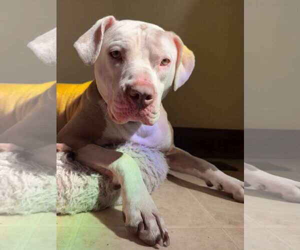 Medium Photo #3 American Pit Bull Terrier-Unknown Mix Puppy For Sale in Germantown, OH, USA