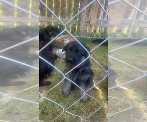 German Shepherd Dog Puppy for sale in PINTURA, UT, USA