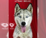 Small #1 Siberian Husky