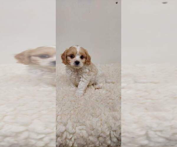 Medium Photo #1 Cavachon Puppy For Sale in LAUREL, MS, USA