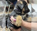 Small Photo #4 German Shepherd Dog Puppy For Sale in NEWNAN, GA, USA