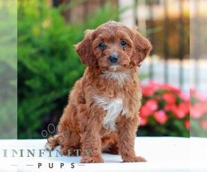 Cavapoo (Miniature) Puppy for sale in LITITZ, PA, USA