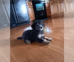 Poodle (Miniature) Puppy for sale in INDIANAPOLIS, IN, USA