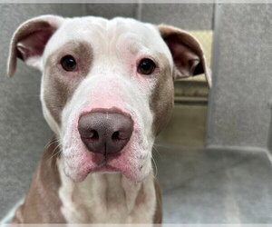 Mutt Dogs for adoption in Santa Rosa, CA, USA