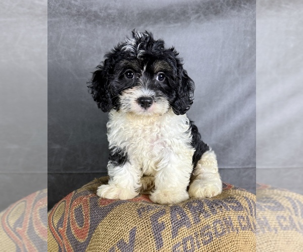 Medium Photo #2 Cavapoo (Miniature) Puppy For Sale in OCALA, FL, USA
