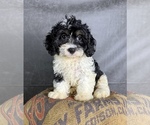 Small #1 Cavapoo (Miniature)