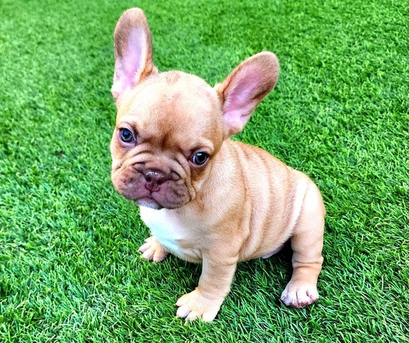 Medium Photo #1 French Bulldog Puppy For Sale in LAS VEGAS, NV, USA