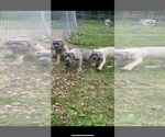Small Photo #2 Cane Corso Puppy For Sale in HUDSON, NH, USA