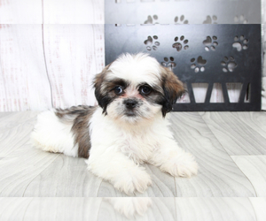 Shih Tzu Puppy for sale in MARIETTA, GA, USA