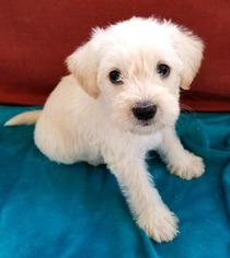 Schnoodle (Miniature) Puppy for sale in CHESAPEAKE, VA, USA
