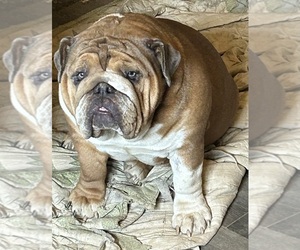 Mother of the English Bulldog puppies born on 01/22/2025