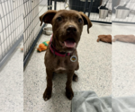 Small #5 Mutt