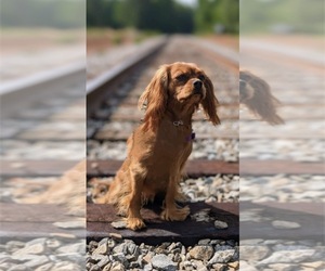 Mother of the Cavalier King Charles Spaniel puppies born on 07/04/2026
