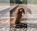 Small Photo #1 Cavalier King Charles Spaniel Puppy For Sale in FORT MYERS, FL, USA