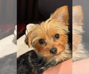 Mutt Dogs for adoption in Allentown,, PA, USA