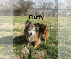 Chihuahua-Unknown Mix Dogs for adoption in Topeka, KS, USA