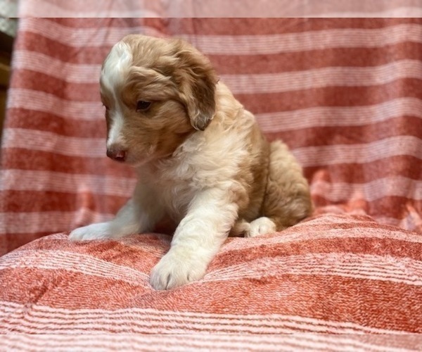Medium Photo #22 Australian Shepherd Puppy For Sale in LAKELAND, FL, USA