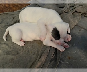 American Pit Bull Terrier Puppy for Sale in ZANESVILLE, Ohio USA