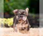 Small #7 French Bulldog