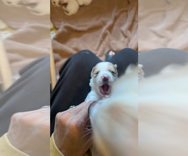 Medium Photo #10 Beagle-Colonial Cocker Spaniel Mix Puppy For Sale in Fort Worth, TX, USA