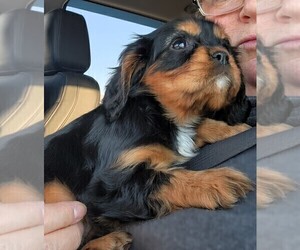 Cavalier King Charles Spaniel Puppy for sale in CARLISLE, KY, USA