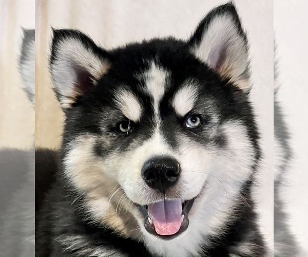 Medium Photo #2 Siberian Husky Puppy For Sale in ALTON, IL, USA