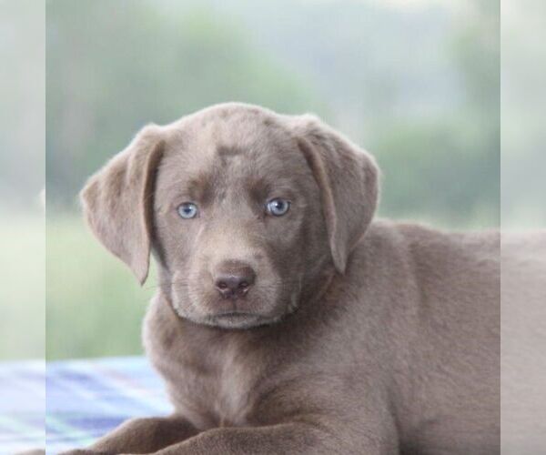 Medium Photo #1 Labrador Retriever Puppy For Sale in DANVILLE, PA, USA