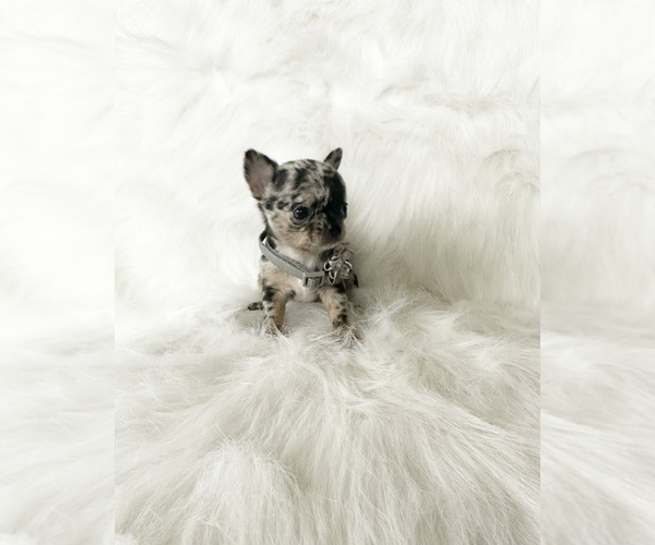 Medium Photo #8 Chihuahua Puppy For Sale in SACRAMENTO, CA, USA