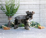 Small Photo #6 Schnauzer (Miniature) Puppy For Sale in BALTIC, OH, USA