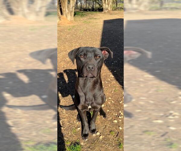 Medium Photo #9 Labrador Retriever-Unknown Mix Puppy For Sale in Woodbury, NY, USA