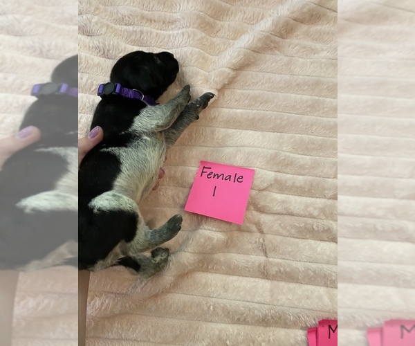 Medium Photo #2 German Shorthaired Pointer Puppy For Sale in OXFORD, FL, USA