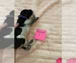 Small Photo #2 German Shorthaired Pointer Puppy For Sale in OXFORD, FL, USA