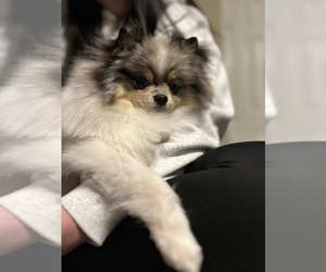Father of the Shiranian puppies born on 07/28/2026