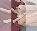 Puppy 2 Golden Retriever