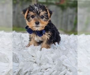 Yorkshire Terrier Puppy for sale in INDIANAPOLIS, IN, USA