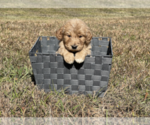 Small Photo #7 Goldendoodle Puppy For Sale in WILLIS, TX, USA