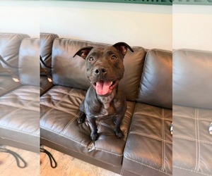 American Staffordshire Terrier-Labrador Retriever Mix Dogs for adoption in Duluth, MN, USA