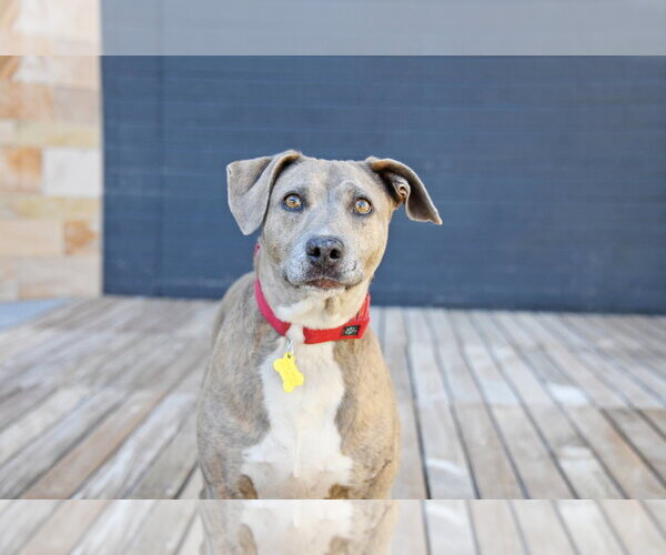 Medium Photo #19 Mutt Puppy For Sale in Sandy, UT, USA