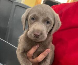Labrador Retriever Puppy for sale in RIVERVIEW, FL, USA