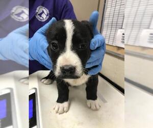 American Pit Bull Terrier-Unknown Mix Dogs for adoption in Conroe, TX, USA