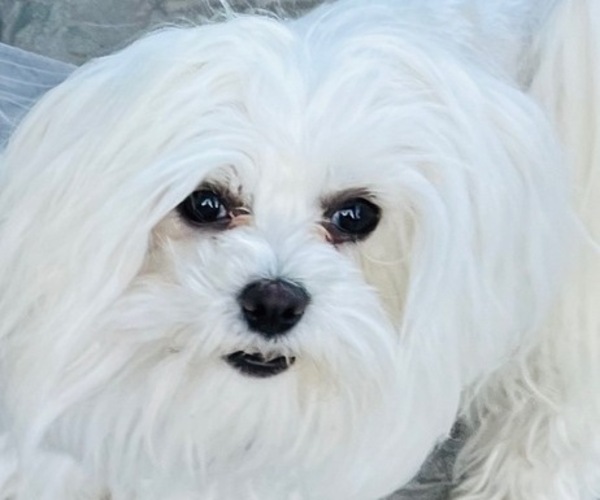 Medium Photo #1 Maltese Puppy For Sale in MODESTO, CA, USA