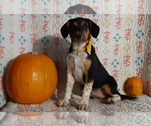 Australian Cattle Dog-Beagle Mix Puppy for sale in LANCASTER, PA, USA