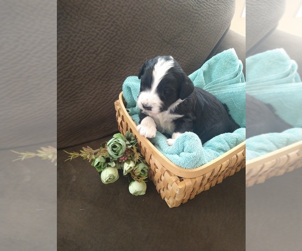Medium Photo #10 Bernedoodle Puppy For Sale in CALHAN, CO, USA