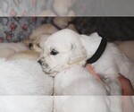 Small #2 English Cream Golden Retriever