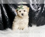 Small Photo #44 Maltipoo Puppy For Sale in WARSAW, IN, USA