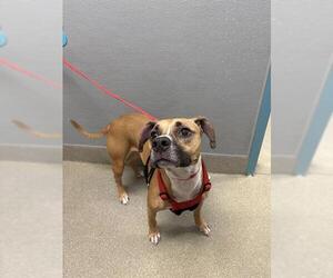Mutt Dogs for adoption in Las Vegas, NV, USA