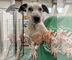 American Pit Bull Terrier-Coonhound Mix Dogs for adoption in GILBERTS, IL, USA