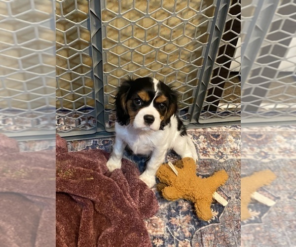 Medium Photo #2 Cavalier King Charles Spaniel Puppy For Sale in GRAND SALINE, TX, USA