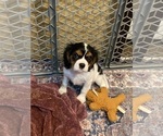 Small #1 Cavalier King Charles Spaniel