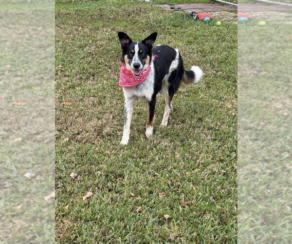 Medium Photo #4 Border Collie-Unknown Mix Puppy For Sale in San Leon, TX, USA
